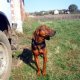 Ciao a tutti io sono Serbian Hound3 e sono un cane da caccia grossa..